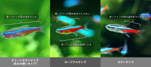 ネオンテトラとカージナルテトラの見分け方