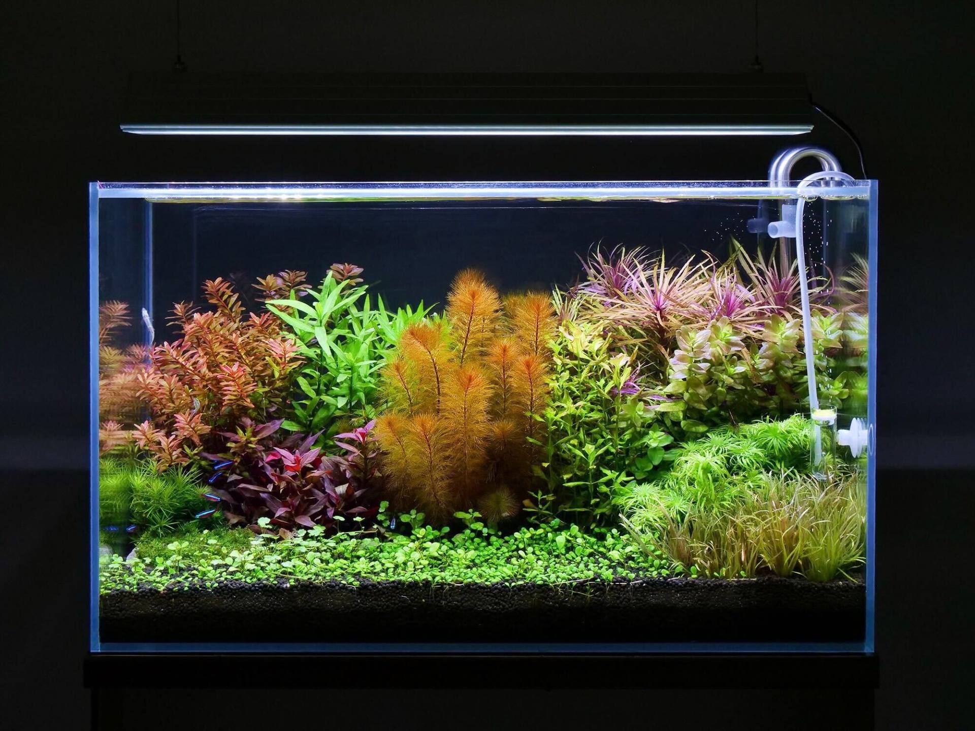 aquarium なんとなく知ったふりをしていた「～リウム」超解説 | AQUALASSIC