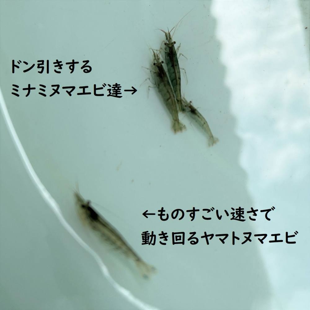 ミナミヌマエビ ヤマトヌマエビ見分けつきますか 私はつかない Aqualassic