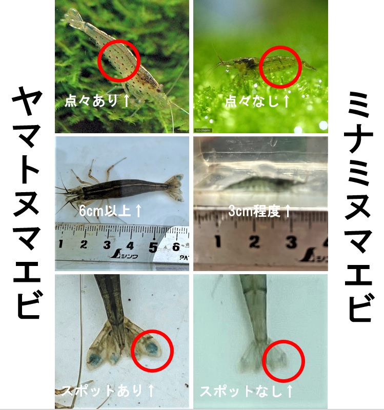 ミナミヌマエビ ヤマトヌマエビ見分けつきますか 私はつかない Aqualassic