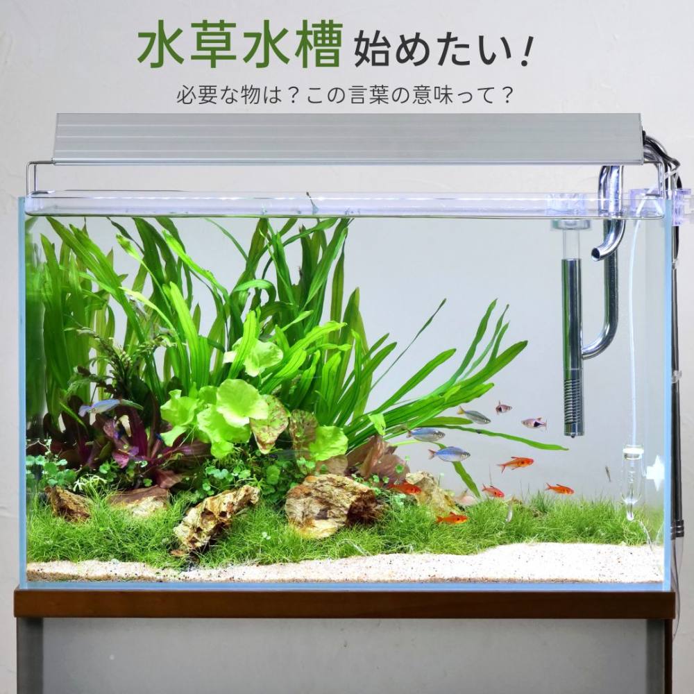 ウィローモス　100g！水草　初心者向け