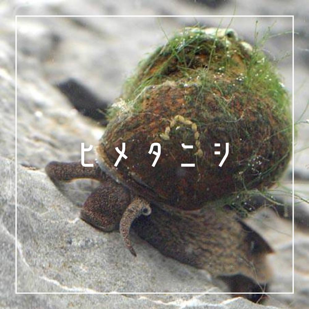 優秀なベストパートナー ヒメタニシ Aqualassic
