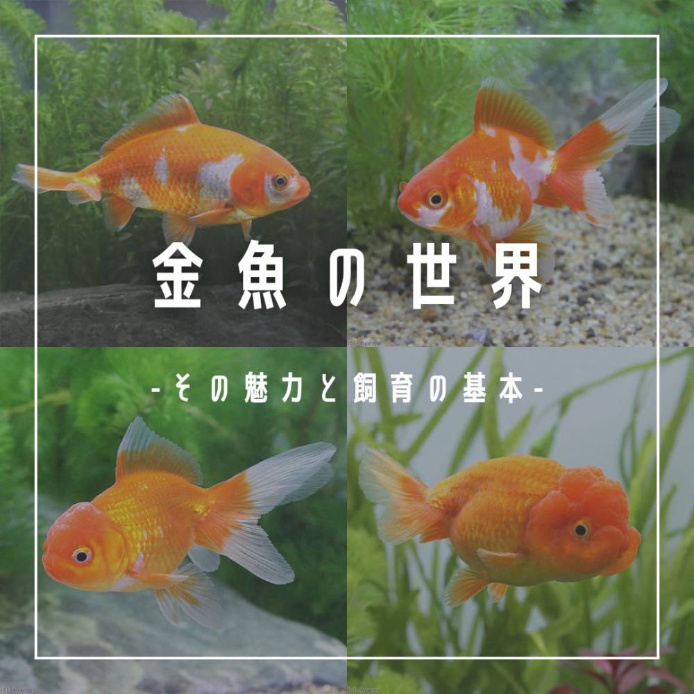 金魚の世界 AQUALASSIC 2らんちゅう オランダ 金魚 餌 エサ 飼料 たっぷり500g! プロ仕様 沈下