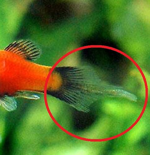 プラティ<熱帯魚解説> AQUALASSIC