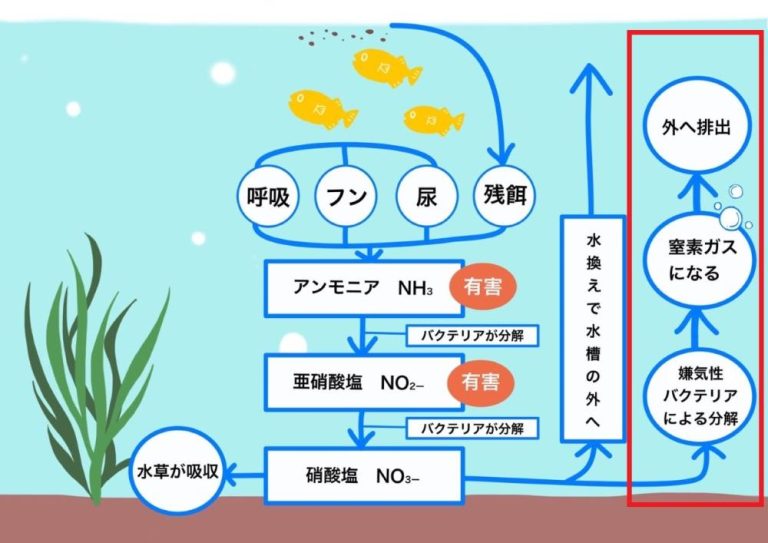水質浄化に欠かせないバクテリアを知る AQUALASSIC