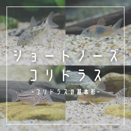 ショートノーズのコリドラス 基本のコリたち AQUALASSIC