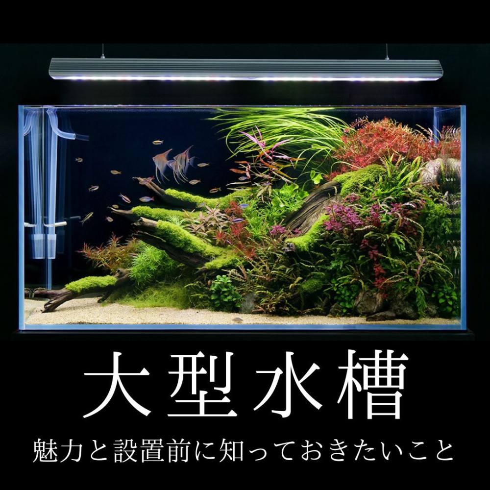 憧れの大型水槽を部屋に置きたい！ | AQUALASSIC