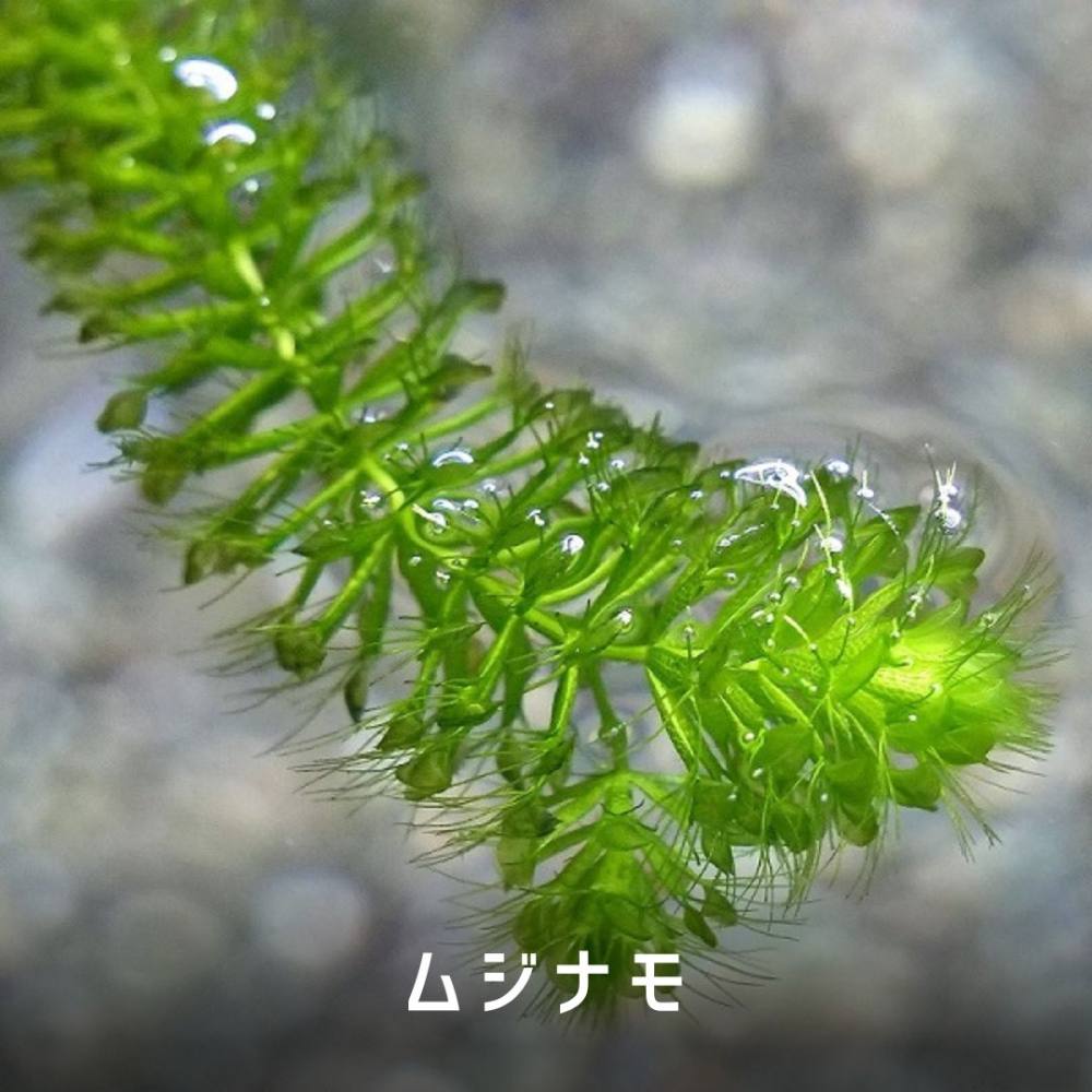 ムジナモ<水草解説> | AQUALASSIC