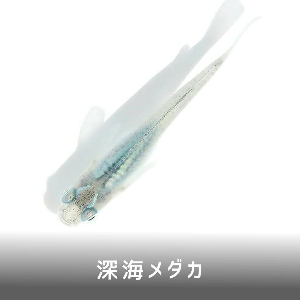 高級品市場 深海メダカ<改良メダカ解説> | AQUALASSIC その他