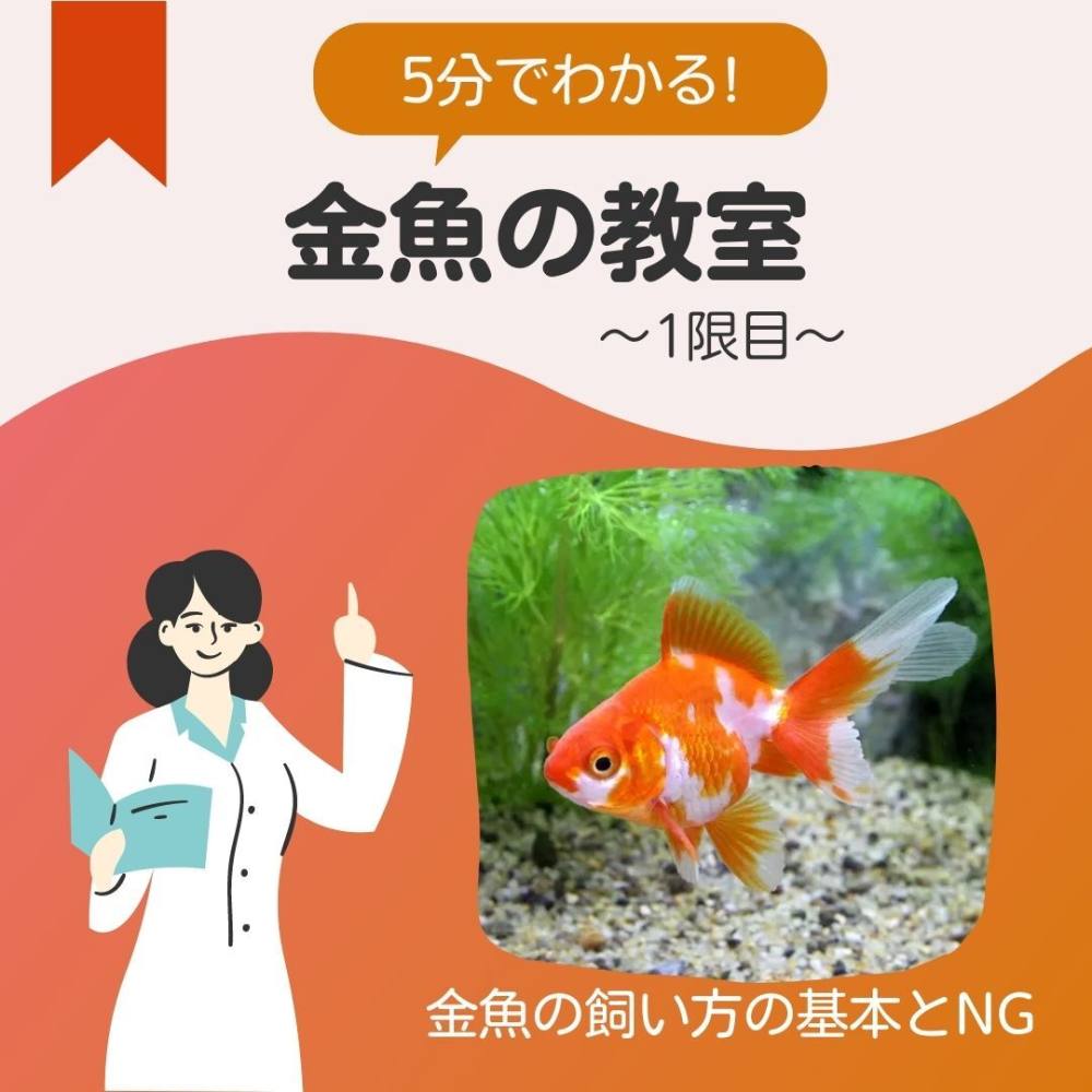 金魚の教室