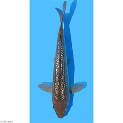 銀鱗茶鯉