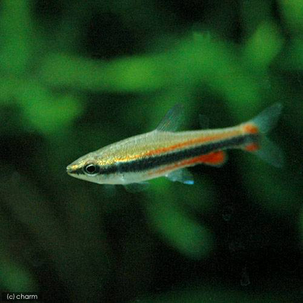 ナノストムス・ベックホルディ<熱帯魚解説> | AQUALASSIC