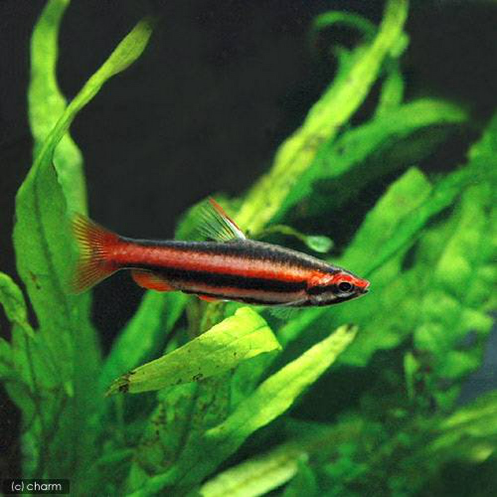 熱帯魚様 楽天市場】（熱帯魚）グリーン・スマトラ（3匹） 北海道・九州航空便